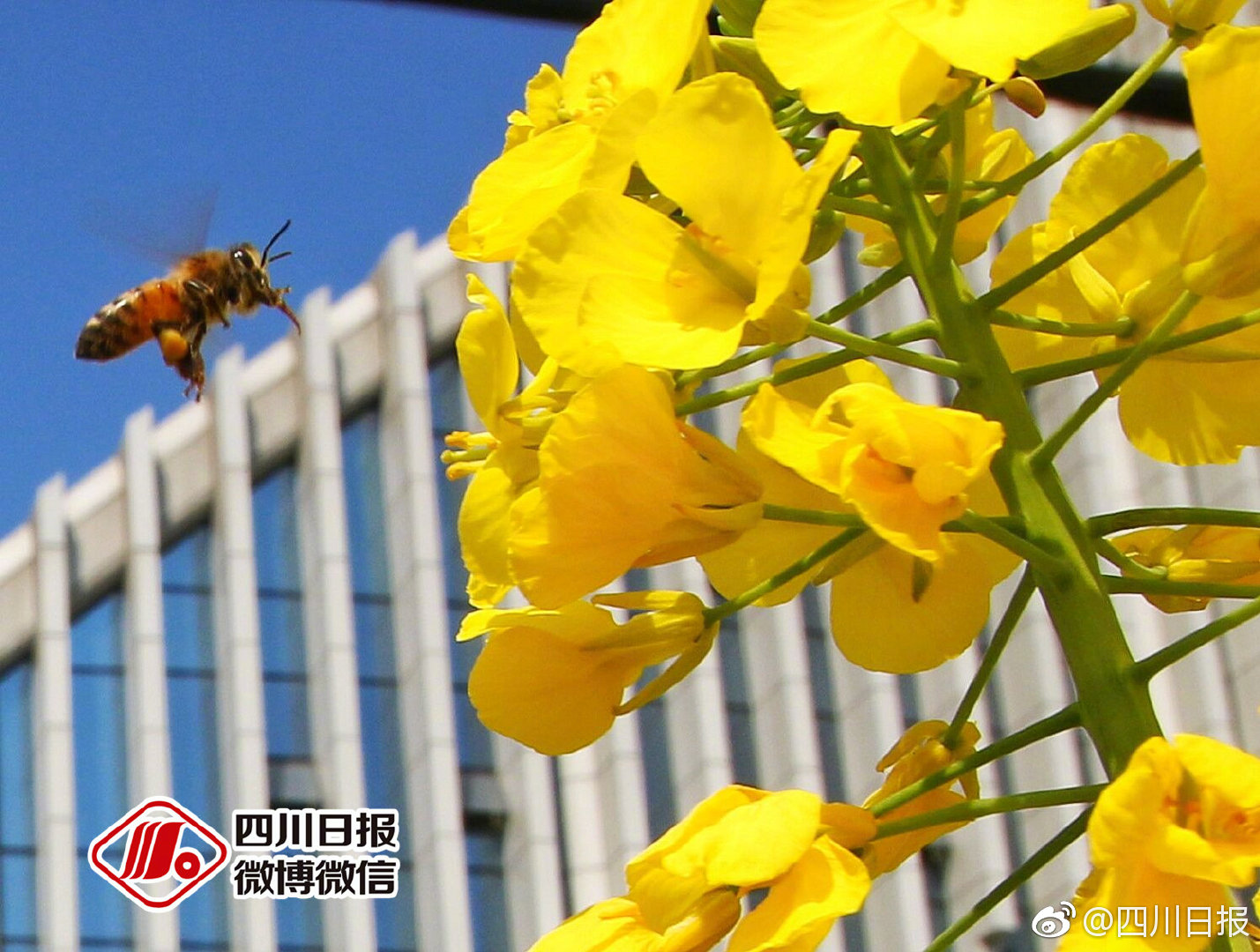 总经理要求“200万元月薪”被股东声讨，伯朗特董秘：总经理月薪仅2.15万元